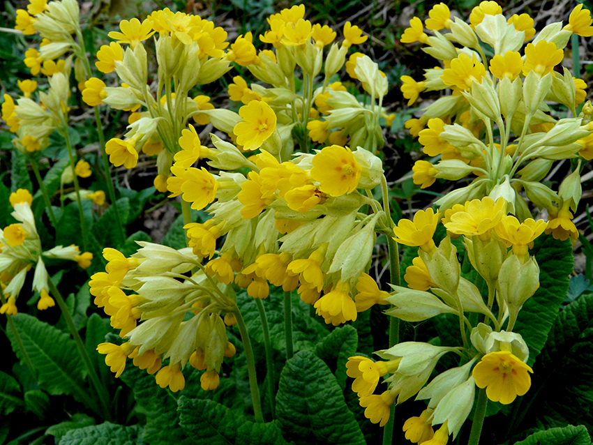 Первоцвет лечебный. Первоцвет крупночашечный примула. Первоцве́т крупноча́шечный. Первоцвет крупночашечный Primula macrocalyx Bunge. Примула Лесная желтая.