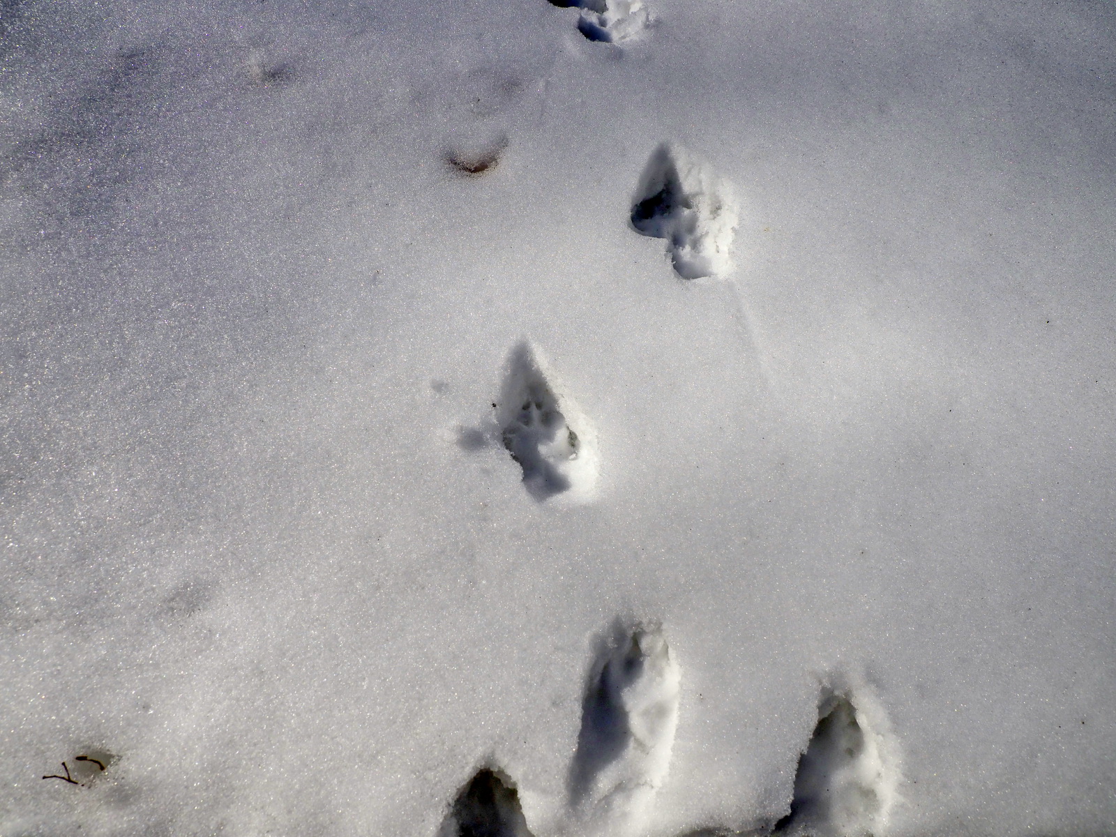Лисьи следы прилагательное. Следы лисы. Следы лисы фото. Следы лисы на снегу. Лисьи следы на снегу фото.
