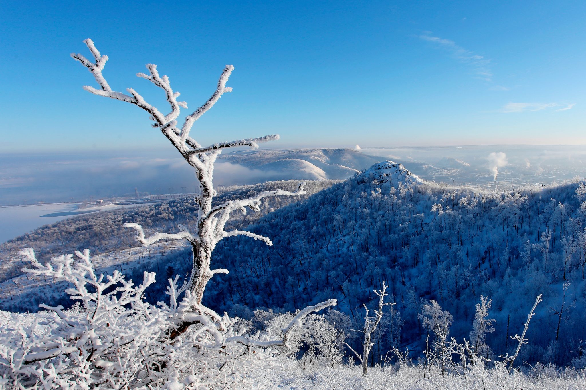 Реликтовые сосны Самарской Луки